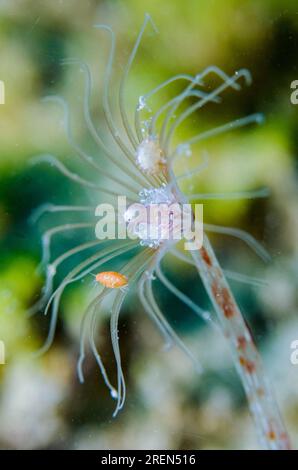 Solitary Hydroid Polyp (Hydrozoan) on Coral Reef, Roatan, Caribbean Sea ...