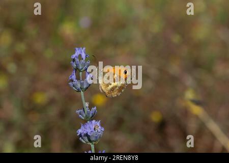 A Gatekeeper butterfly (Pyronia tithonus) resting on lavender flowers (Lavandula). Stock Photo