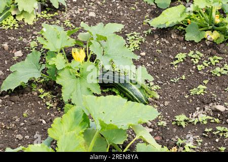 Courgettes growing in a vegetable patch in County Durham, England. It is also known as a zucchini or baby marrow. Stock Photo