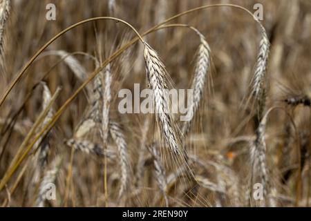 Macro image of ripe barley with a blurred background. Stock Photo