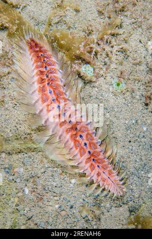 Golden Fire Worm, Chloeia amphora, on sand, Night dive, Dili Rock East dive site, Dili, East Timor Stock Photo