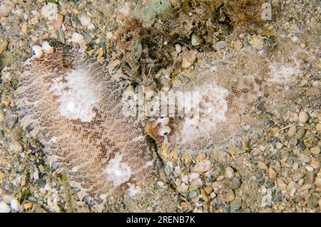 Pair of Banded Soles, Soleichthys heterorhinos, nght dive, Tasi Tolu dive site, Dili, East Timor Stock Photo