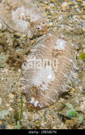 Pair of Banded Soles, Soleichthys heterorhinos, nght dive, Tasi Tolu dive site, Dili, East Timor Stock Photo