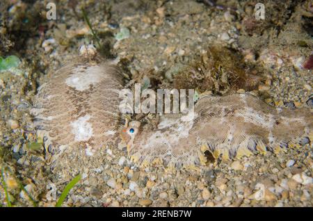 Pair of Banded Soles, Soleichthys heterorhinos, nght dive, Tasi Tolu dive site, Dili, East Timor Stock Photo