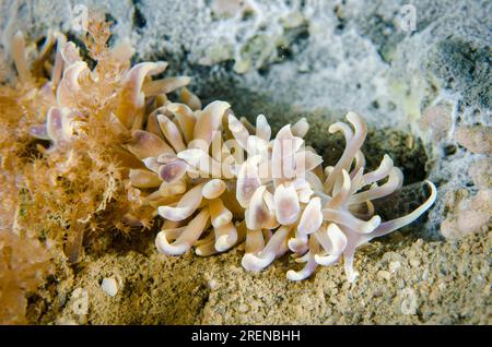 Phyllodesmium Nudibranch, Phyllodesmium magnum, Tasi Tolu dive site, Dili, East Timor Stock Photo