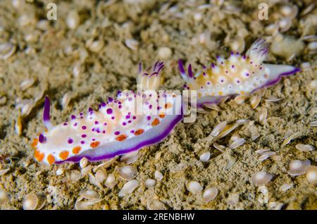 Pair of Multi-pustuled Mexichromis Nudibranch, Mexichromis multituberculata, tailing each other on sand with Foraminifera shells, Foraminifera Infraph Stock Photo