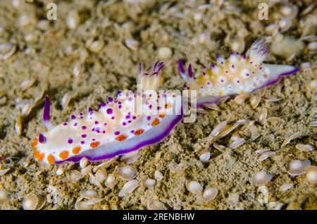 Pair of Multi-pustuled Mexichromis Nudibranch, Mexichromis ...