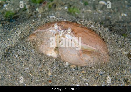 Shame-faced Crab, Calappa calappa, burying itself in sand, Night dive, Tasi Tolu dive site, Dili, East Timor Stock Photo