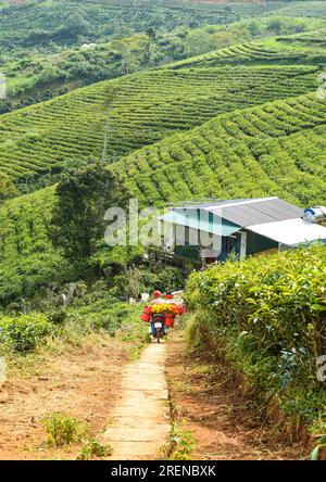 Tea field in Vietnam, Da Lat on a sunny day Stock Photo