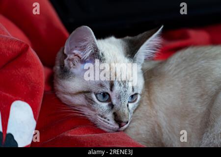 kitten poses. gray and white cat close-up . Selective Focus. Stock Photo