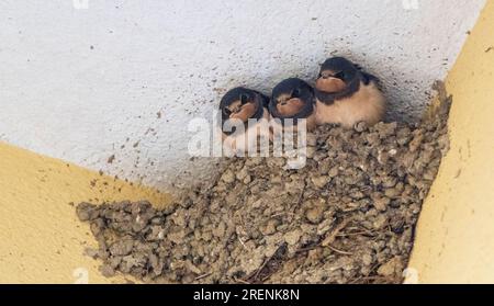 Swallow family in the nest with new born baby chicks on the wall Stock Photo