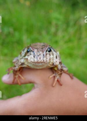 Common frog (Rana temporaria, large adult) sits on a person's hand. Northeast Europe. Selective focus on the animal's face Stock Photo