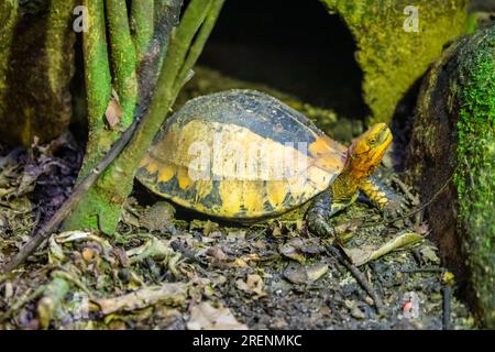 The Indochinese box turtle (Cuora galbinifrons) is a species of Asian box turtles from China, Vietnam, Laos, and possibly Cambodia. Stock Photo