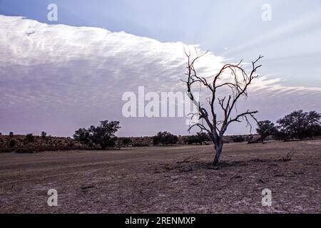 A single dead tree in the dry Auab river in the Kgalagadi National Park in South Africa. Stock Photo