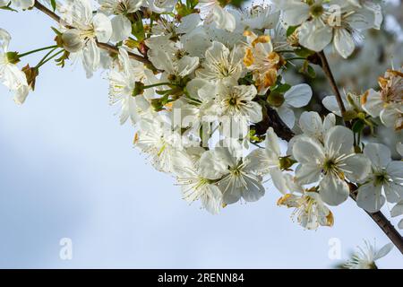 Selective focus of beautiful branches of plum blossoms on the tree under blue sky, Beautiful Sakura flowers during spring season in the park, Floral p Stock Photo