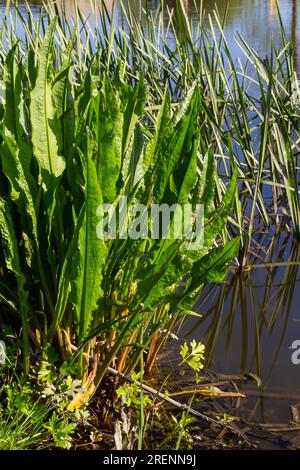 Close up of Yellow flag irisses Iris pseudacorus and Great water dock Rumex hydrolapathum. Stock Photo