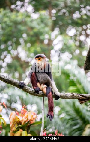 The red-shanked douc (Pygathrix nemaeus), is a species of Old World monkey, among the most colourful of all primates, an arboreal and diurnal monkey Stock Photo