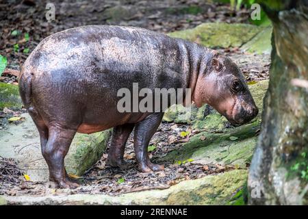 The pygmy hippopotamus (Choeropsis liberiensis or Hexaprotodon liberiensis) is a small hippopotamid which is native to the forests and swamps Stock Photo