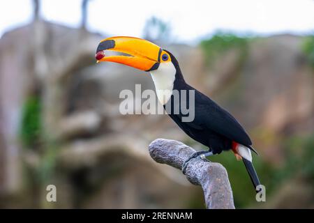 The toco toucan (Ramphastos toco) is the largest and probably the best known species in the toucan family. It is found in semi-open habitats Stock Photo