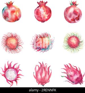 Watercolor set of tropical fruits. Pomegranate, dragon fruit, rambutan. Hand drawn illustration. Stock Vector