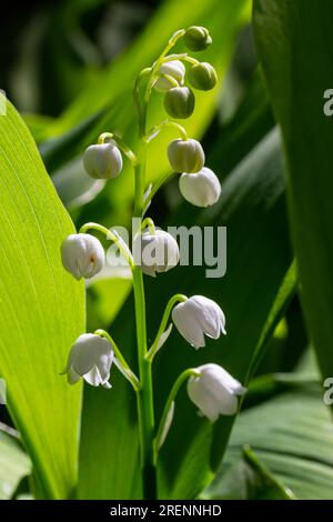 Lily of the Valley flowers Convallaria majalis with tiny white bells. Macro close up of poisonous flowering plant. Springtime herald and popular garde Stock Photo