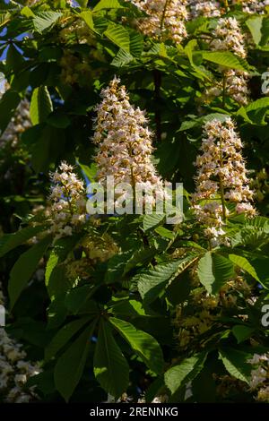 Cluster with white chestnut flowers. White chestnut blossom with tiny tender flowers and green leaves background. Horse chestnut flower with selective Stock Photo