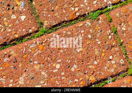A close-up horizontal background of red bricks from a pedestrian walkway with a mossy green growth between them. Stock Photo