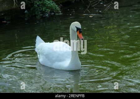 A white swan swimming in calm water, orange and black beak, water ripples. Stock Photo