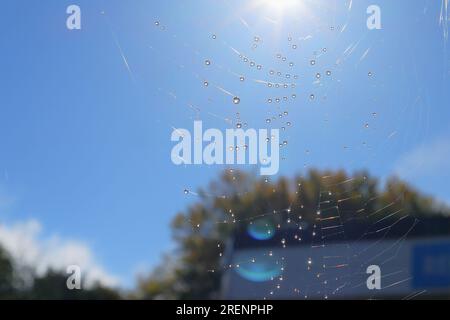 Water droplets from morning dew on a cobweb, set against a blue sky with sunlight above, with distant blurred trees. Stock Photo