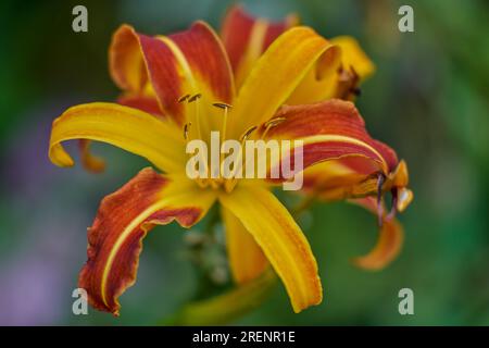 Lush,colorful vivid yellow red  day lily flower close up Stock Photo