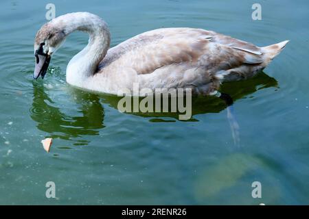 A young swan, white and brown, swimming in calm water seeking food. Full side profile, with water ripples. Stock Photo