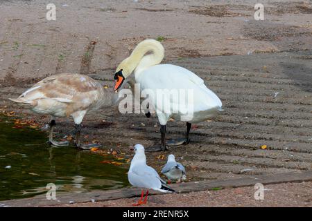 A white adult swan with bright plumage and orange beak, feeding beside a lake with another younger swan. Stock Photo