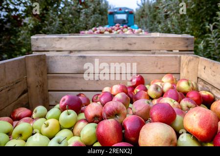https://l450v.alamy.com/450v/2renx2j/the-harvest-of-fresh-ripe-red-apples-just-collected-from-the-trees-are-folded-into-large-wooden-pallet-containers-production-capacity-of-a-orchards-f-2renx2j.jpg