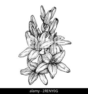 Pen & Ink stippling illustration of a Day Lily Stock Photo - Alamy