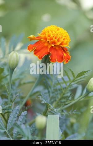 French orange marigold flower (Tagetes) in full bloom Stock Photo