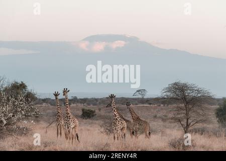 Emali Kimana Oloitokitok Road Highway Amboseli National Park Mount ...