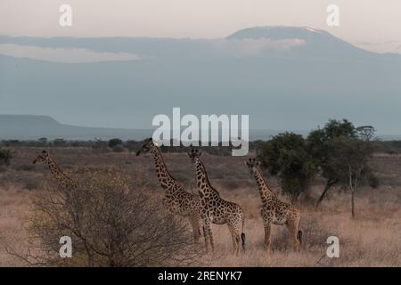 Emali Kimana Oloitokitok Road Highway Amboseli National Park Mount ...