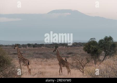 Emali Kimana Oloitokitok Road Highway Amboseli National Park Mount ...