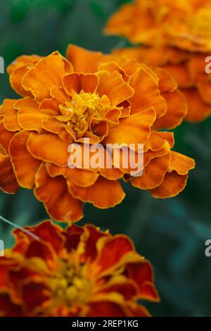 French orange marigold flower (Tagetes) in full bloom Stock Photo