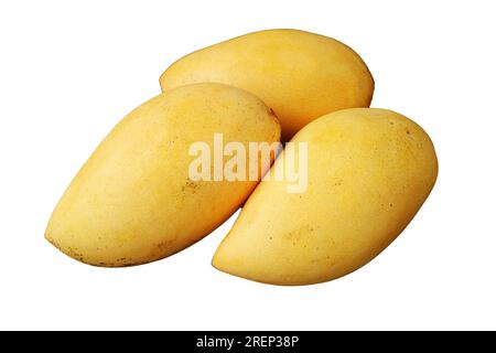 Three Fresh Ripe Mango Whole Fruits Isolated on white background Stock Photo