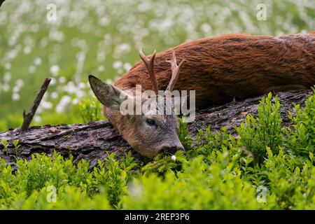 celebration the trophy of a roe buck after the hunt on the mountains in a high moor with cotton flowers Stock Photo