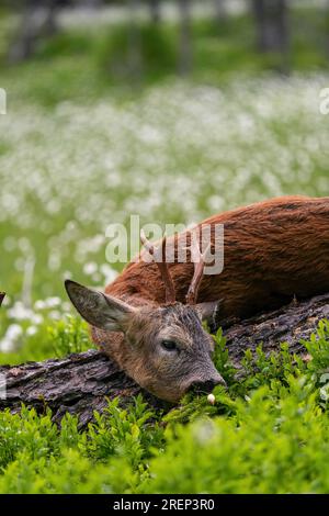 celebration the trophy of a roe buck after the hunt on the mountains in a high moor with cotton flowers Stock Photo