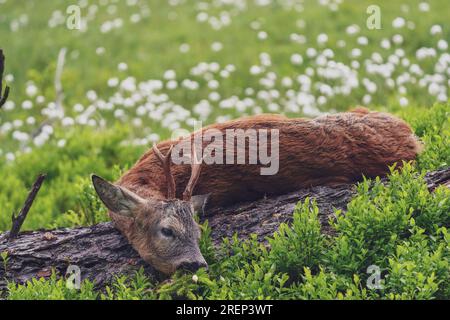 celebration the trophy of a roe buck after the hunt on the mountains in a high moor with cotton flowers Stock Photo