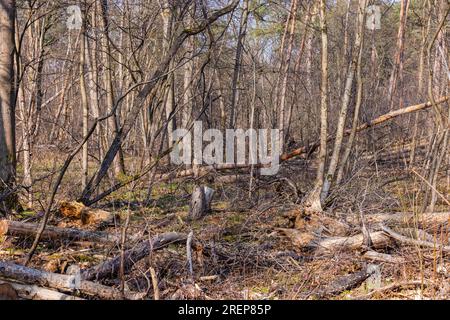 Many fallen trees in a weakened forest damaged by drought and insect infestation Stock Photo