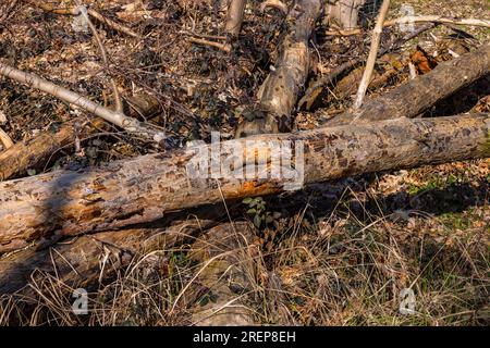 Dead trees and logs on forest floor after storm and drought in climate change in Germany Stock Photo