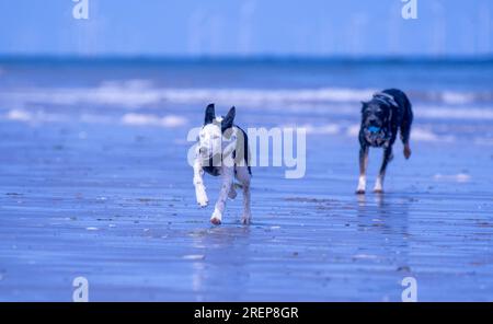 A Border Collie puppy on the beach Stock Photo