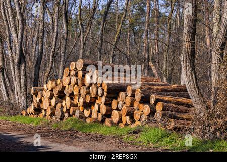 A stack of felled tree trunks in the sun after storm and drought in damaged German forest Stock Photo