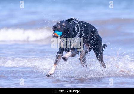 A Welsh Border Collie playing on a beach Stock Photo