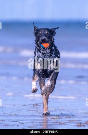 A Welsh Border Collie playing on a beach Stock Photo