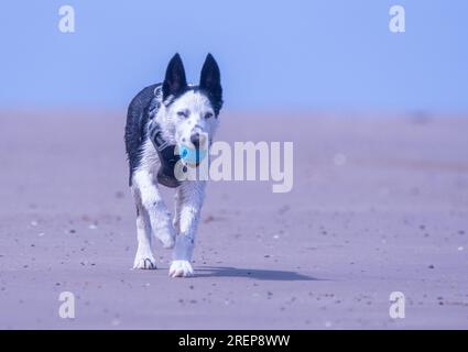 A Border Collie puppy on the beach Stock Photo